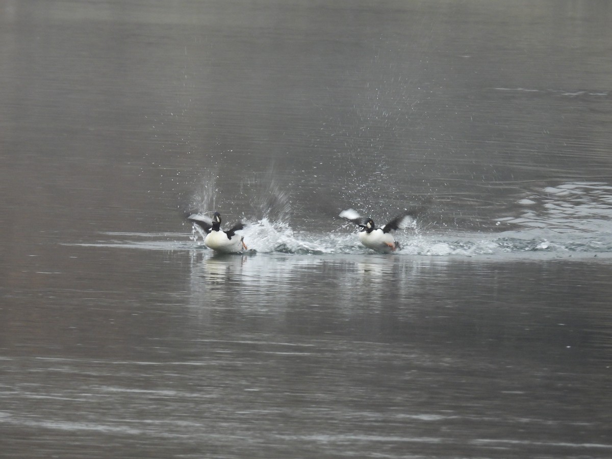 Гоголь ісландський - ML646367595