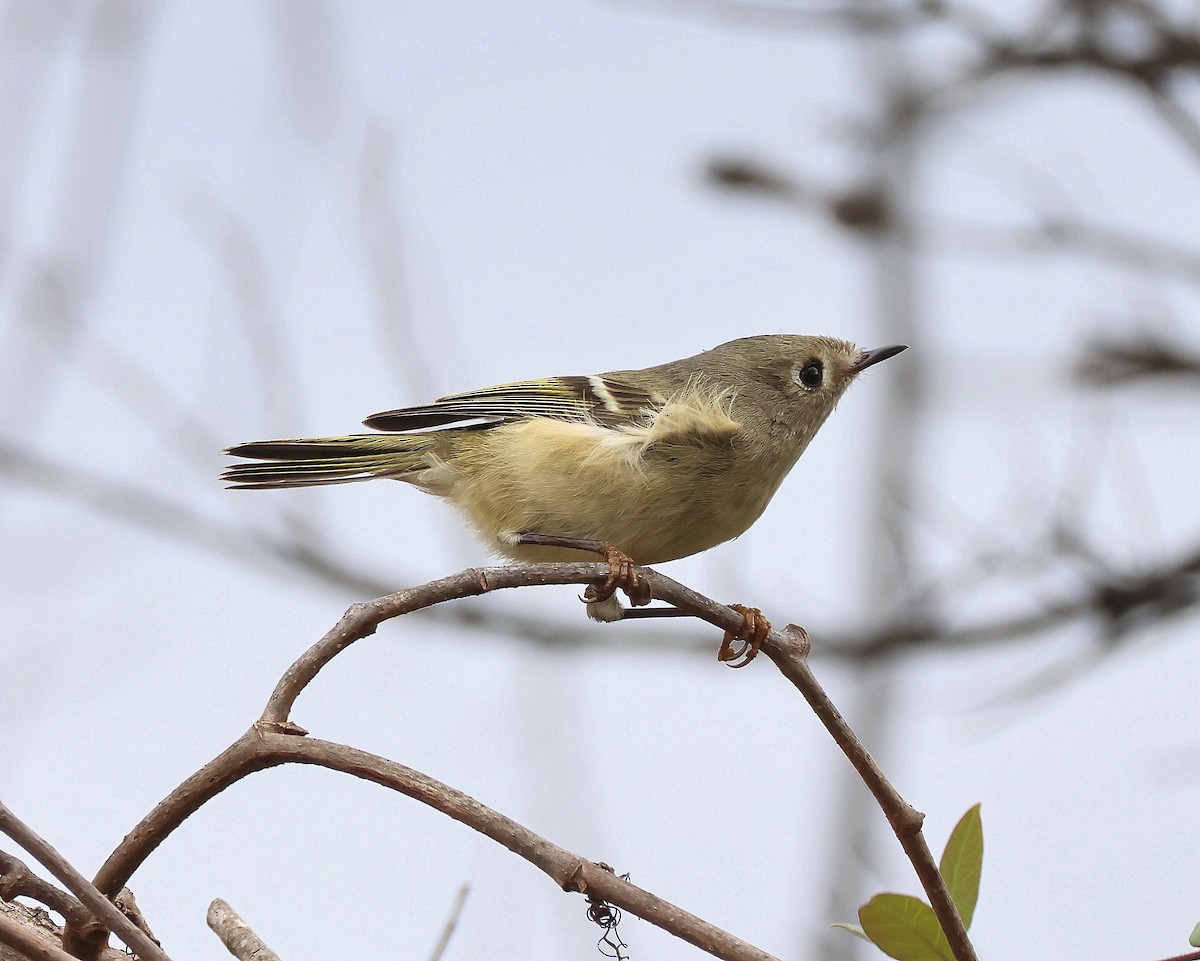 Золотомушка рубіновочуба - ML646367597