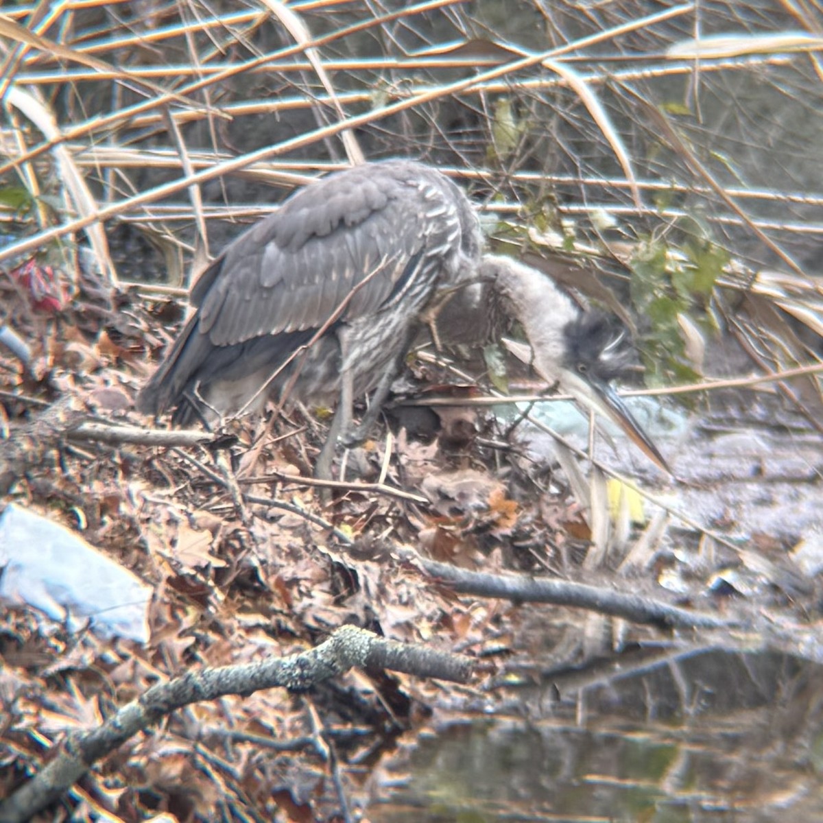 Чапля північна - ML646367599