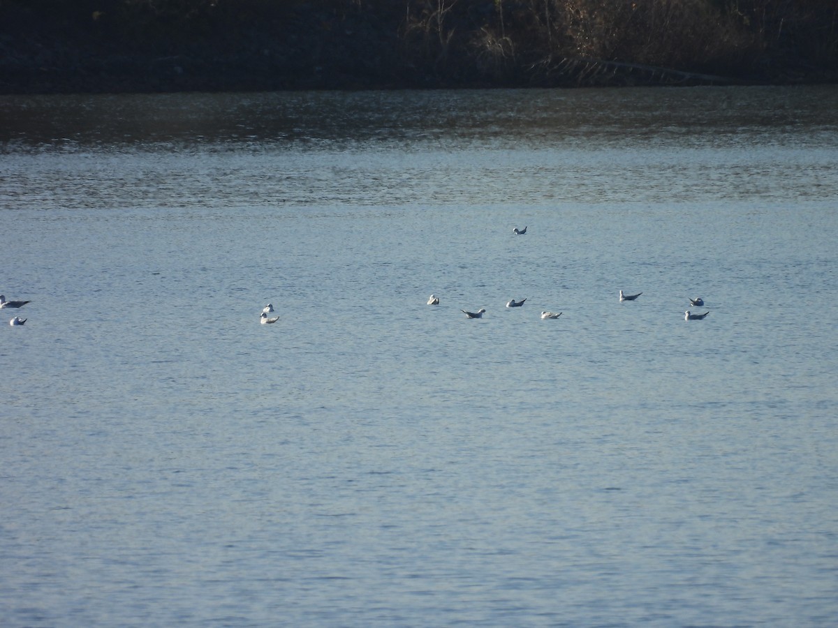 Мартин канадський - ML646367600