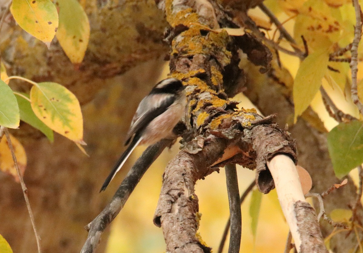 Синиця довгохвоста - ML646367601