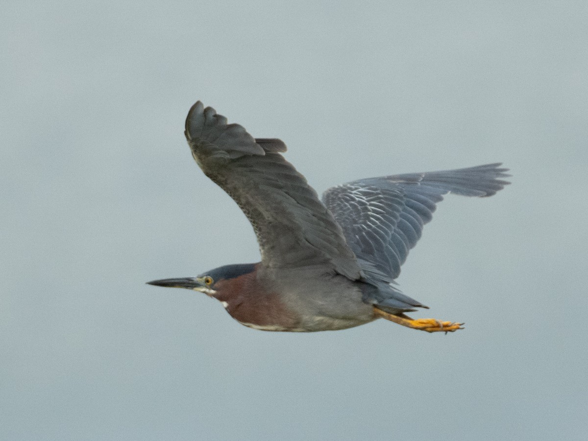 Чапля зелена - ML646367603