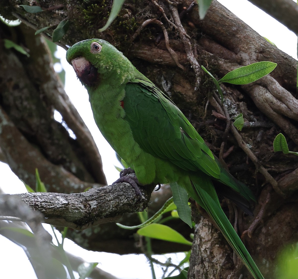Аратинга венесуельський - ML646367604