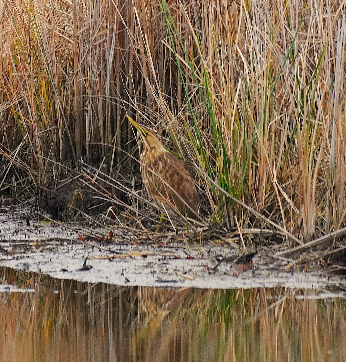 Бугай американський - ML646367607