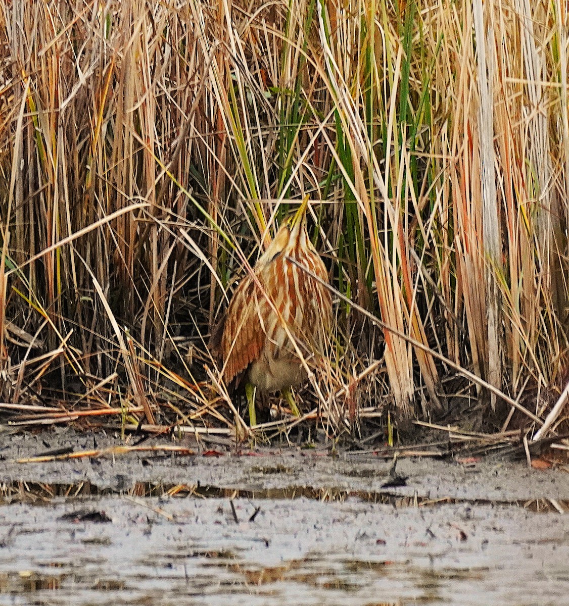 Бугай американський - ML646367608