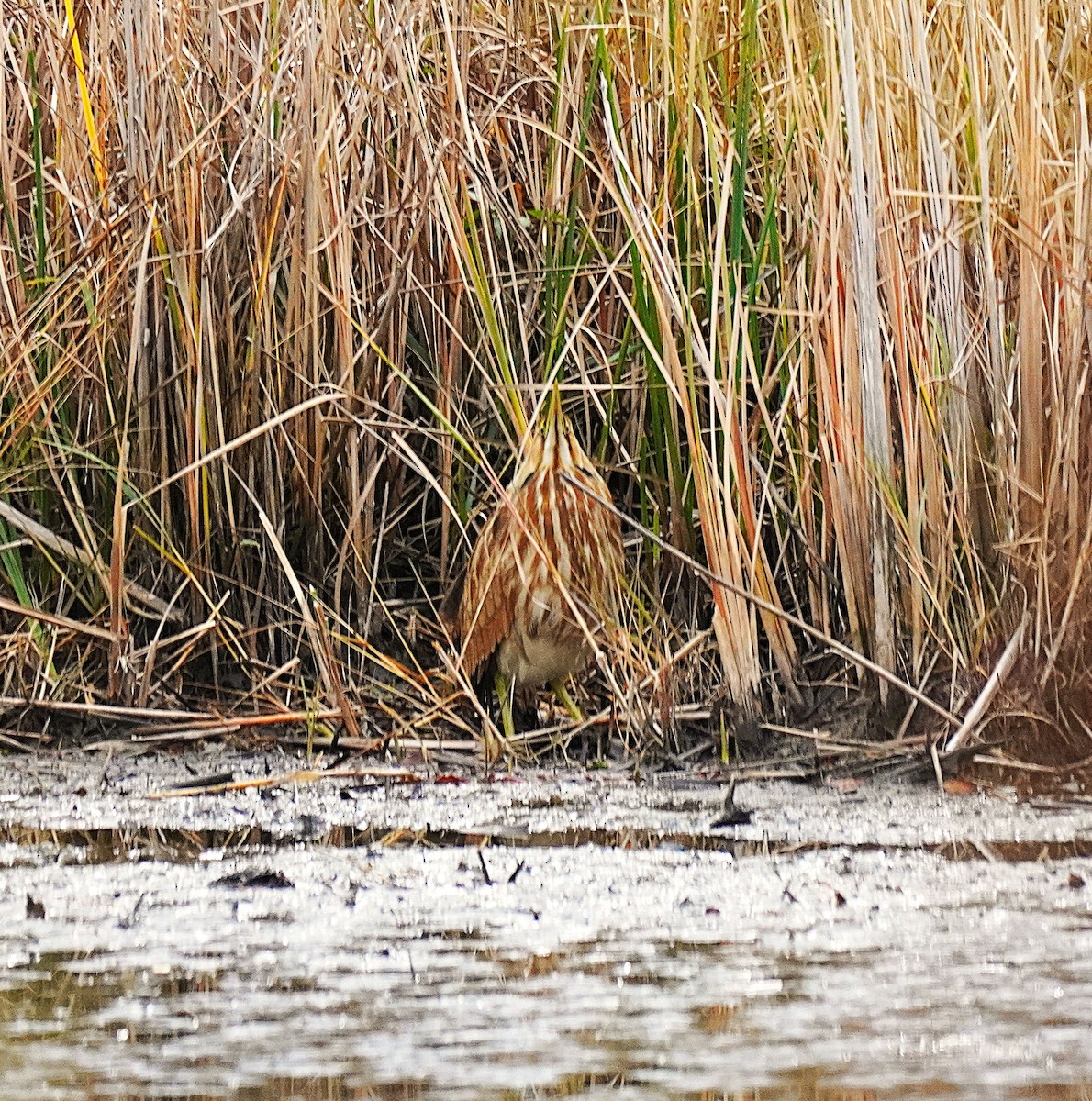 Бугай американський - ML646367609