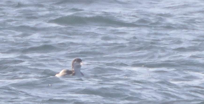 Гагара полярна - ML646367610