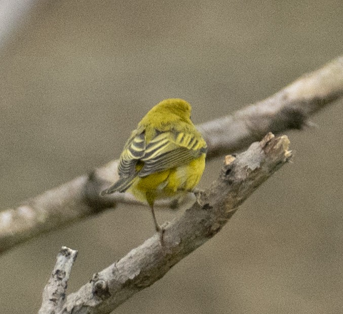 Пісняр-лісовик жовтий північний - ML646367611