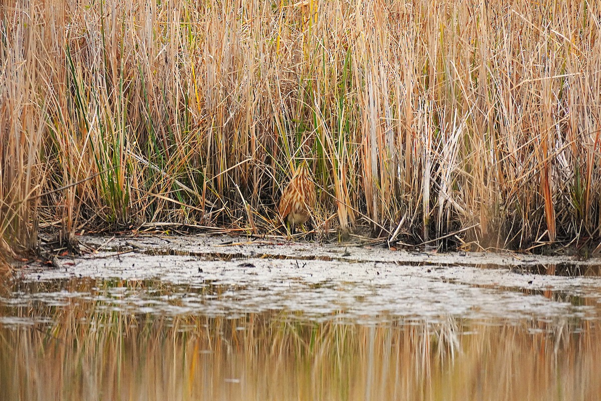 Бугай американський - ML646367612