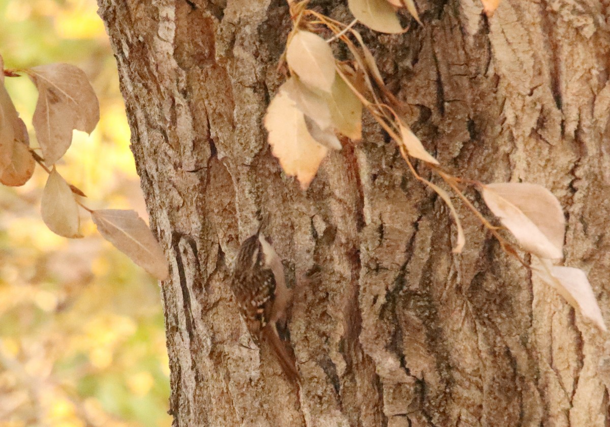 Підкоришник короткопалий - ML646367613