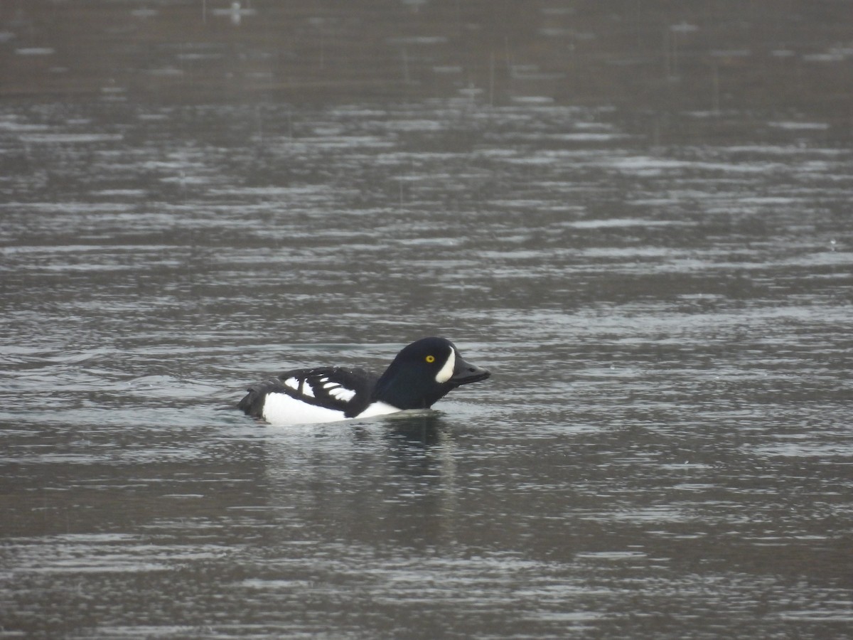 Гоголь ісландський - ML646367614
