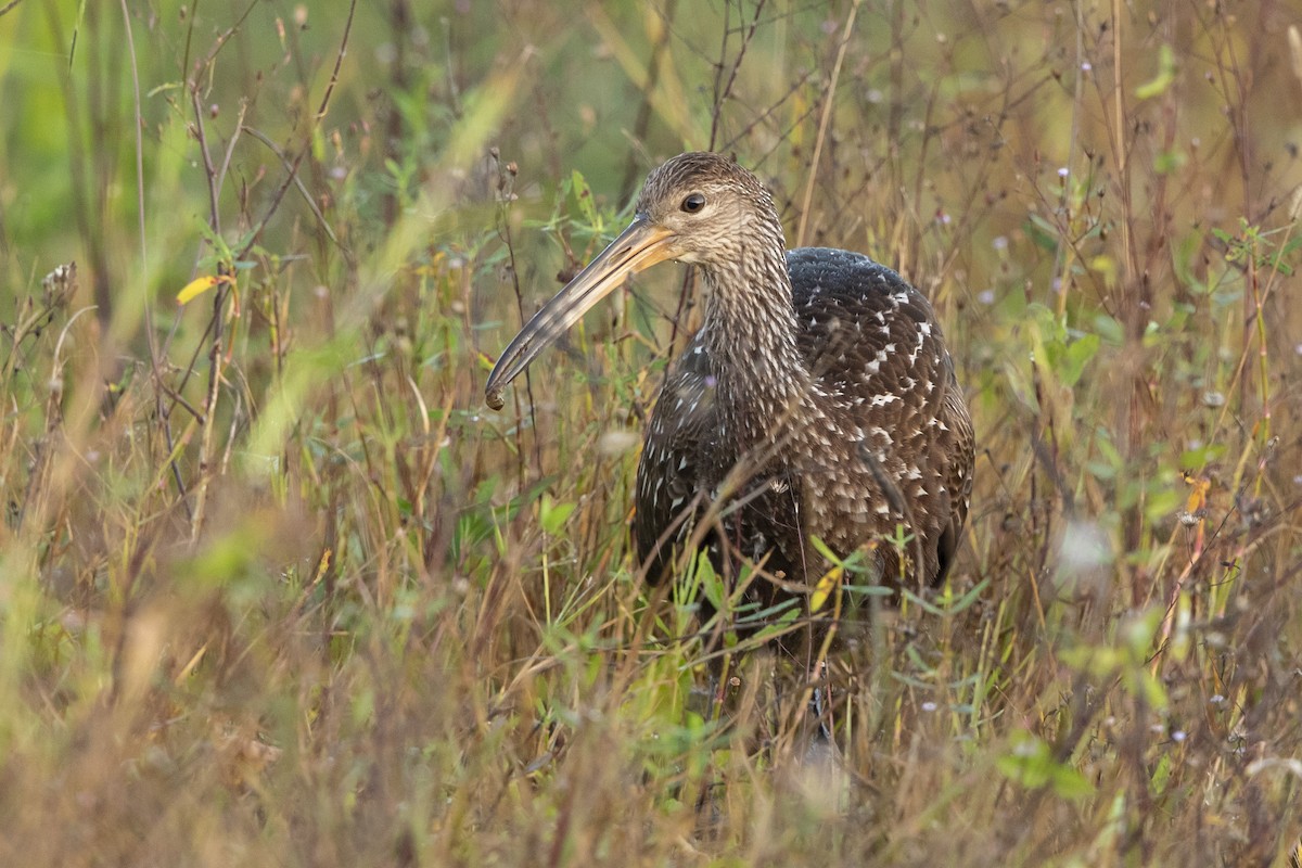 Арама - ML646367615