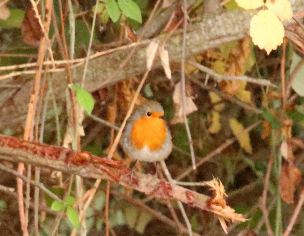 European Robin - ML646367617