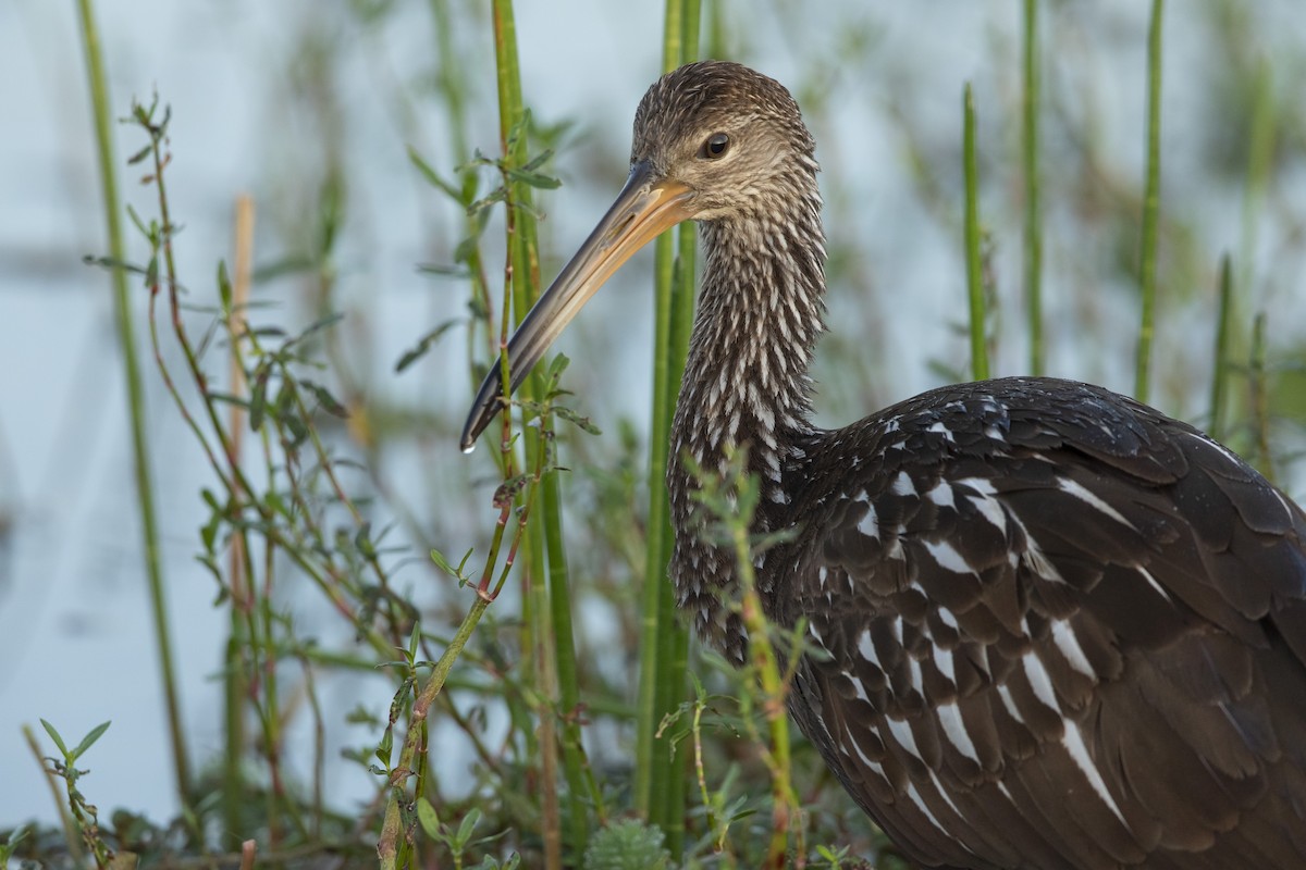 Limpkin - ML646367618