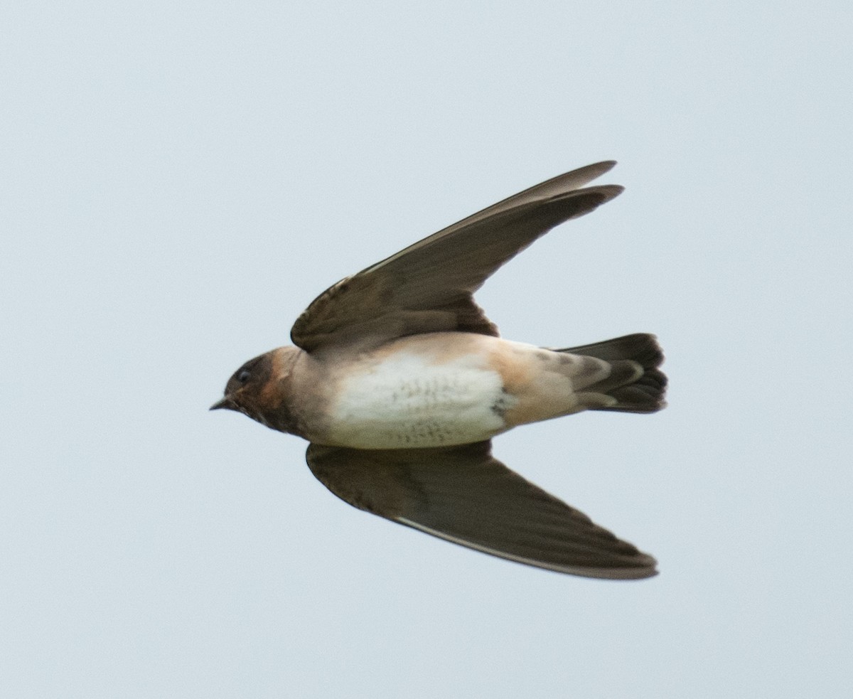 Cliff Swallow - ML646367619