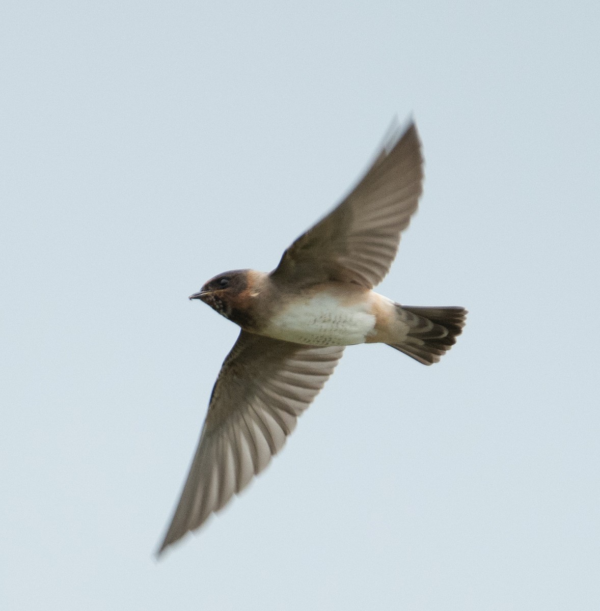 Cliff Swallow - ML646367621