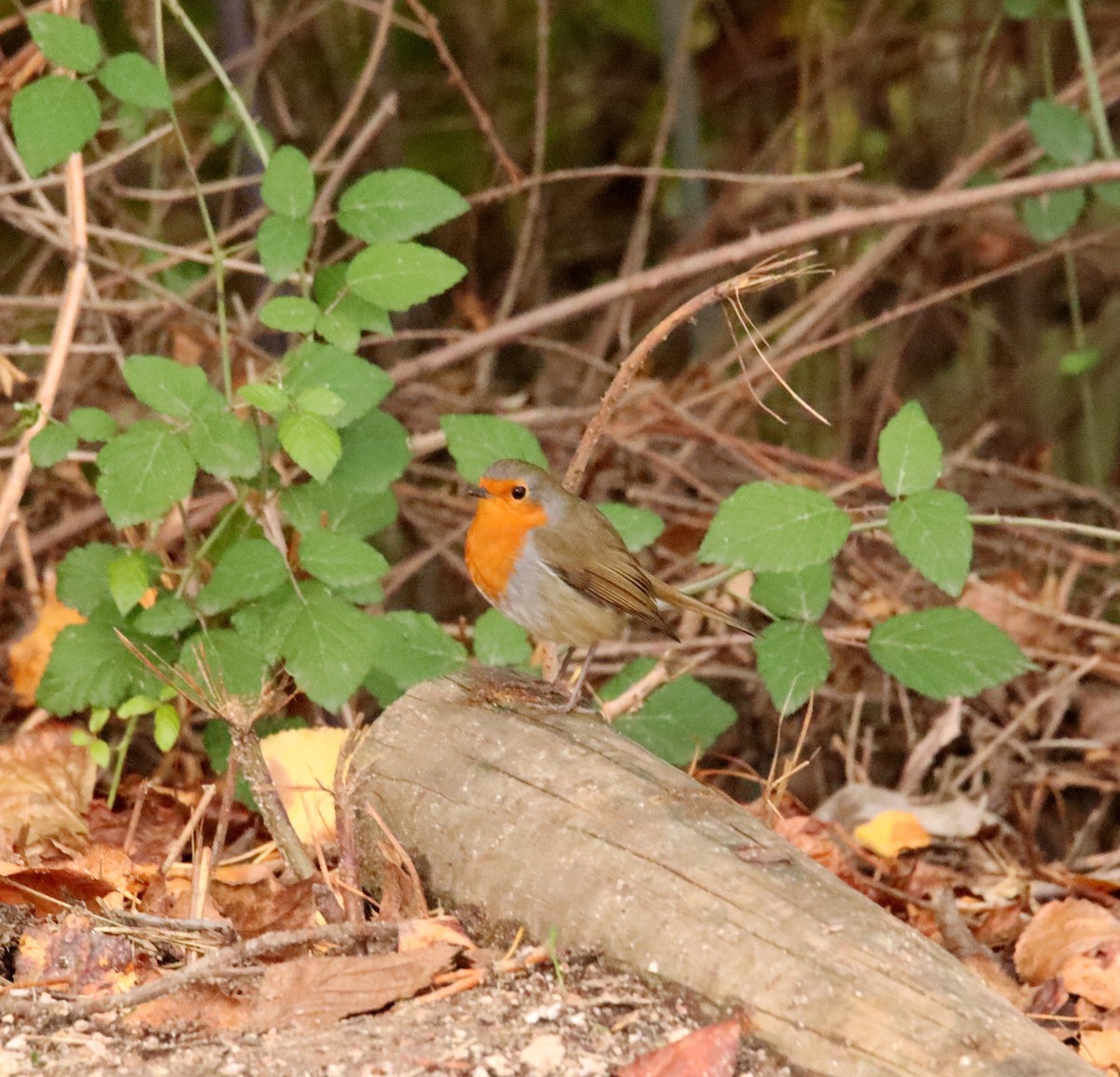 European Robin - ML646367622
