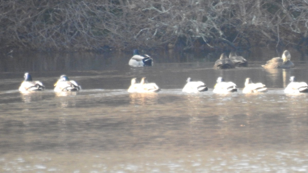American Black Duck - ML646367624