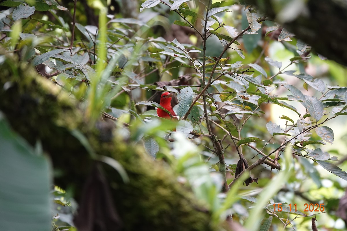 Summer Tanager - ML646367625