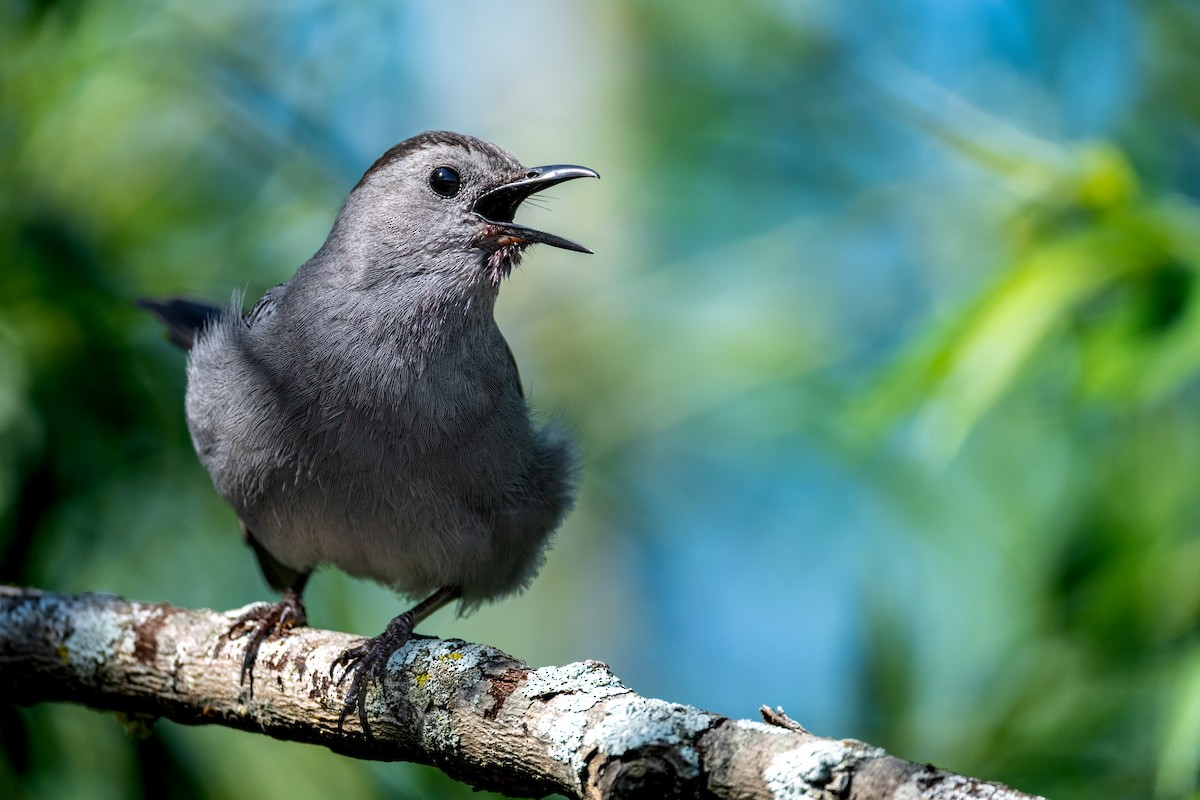 Gray Catbird - ML646367628