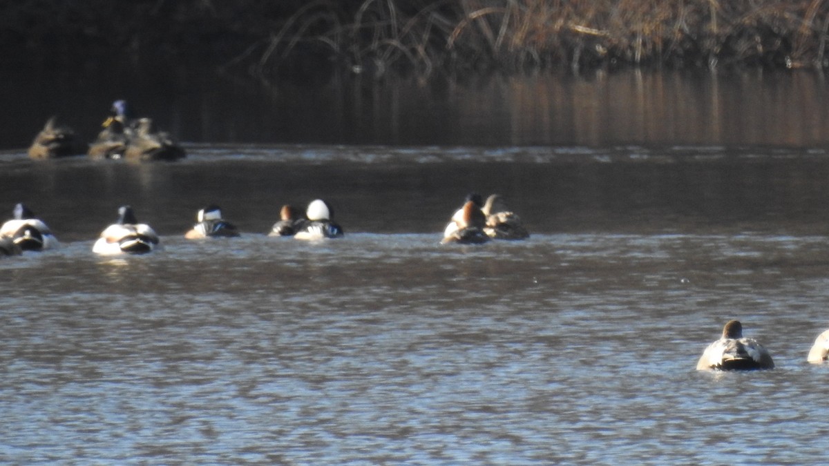 Hooded Merganser - ML646367629