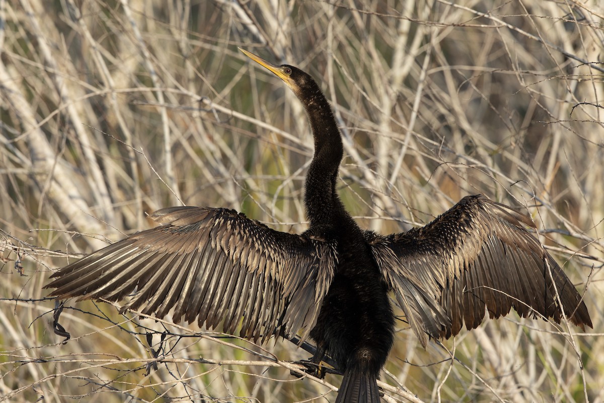 Anhinga - ML646367630