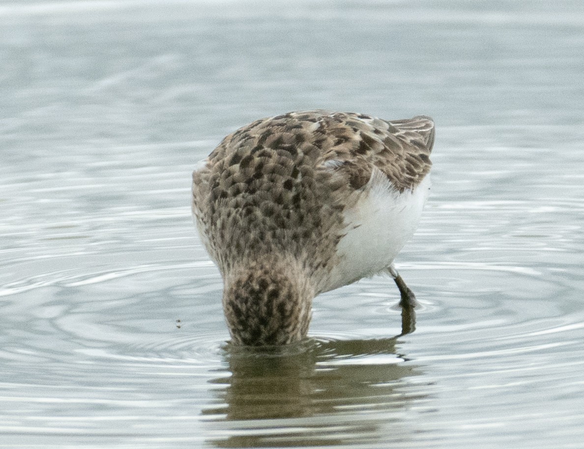 Bécasseau semipalmé - ML646367631