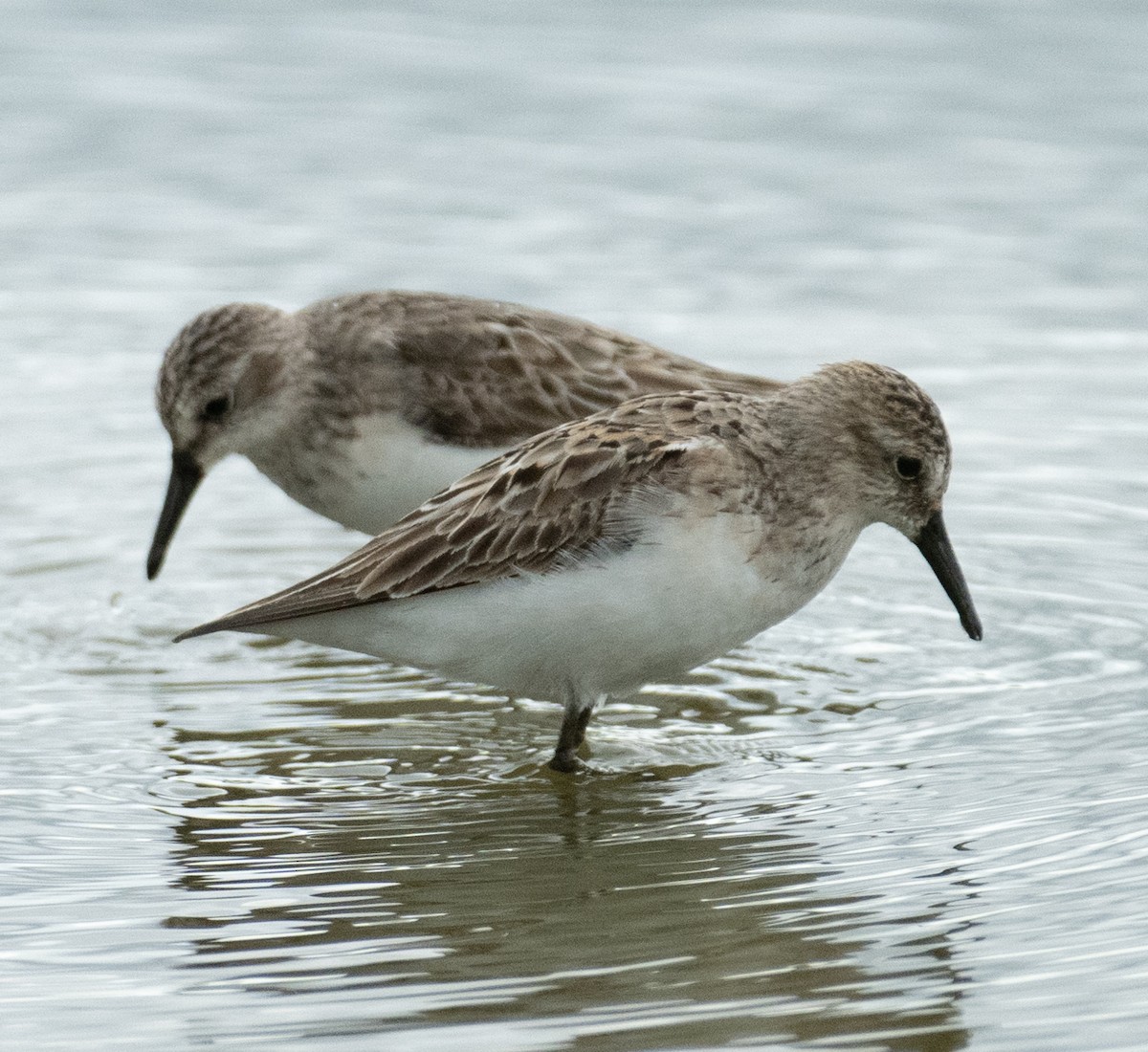 Bécasseau semipalmé - ML646367632