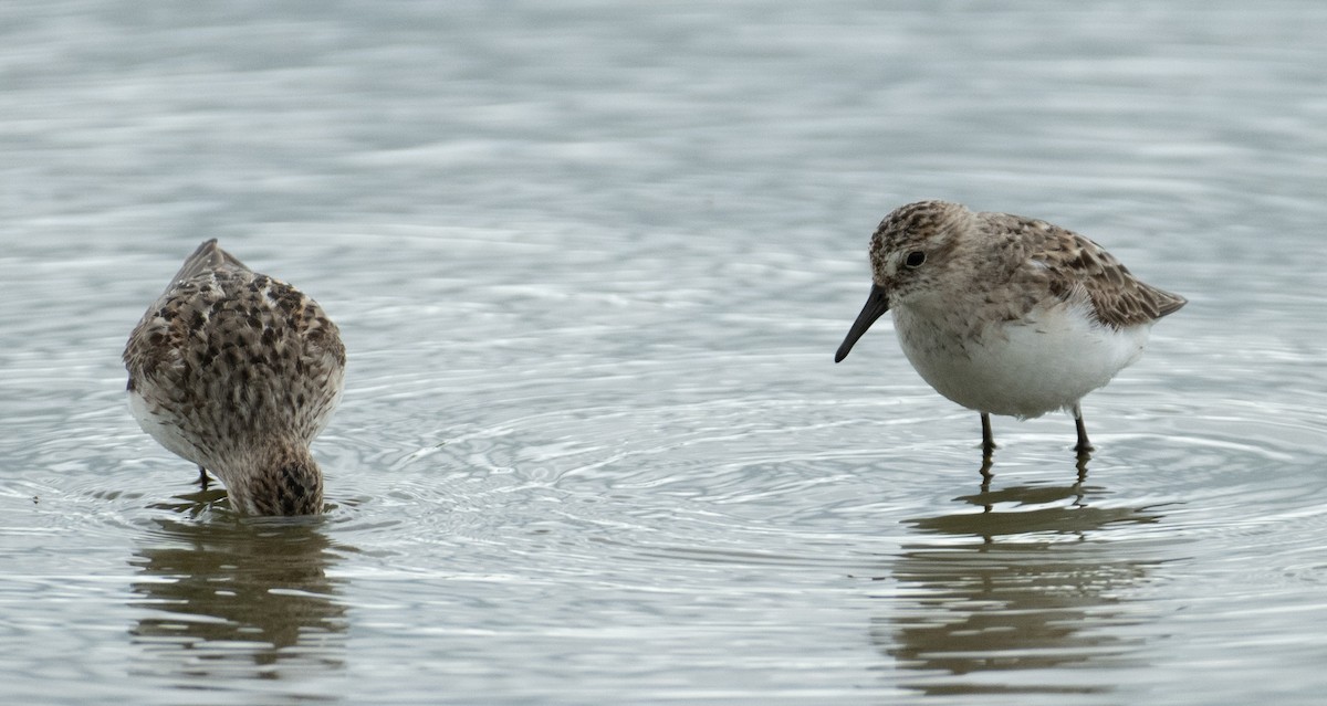 Bécasseau semipalmé - ML646367633