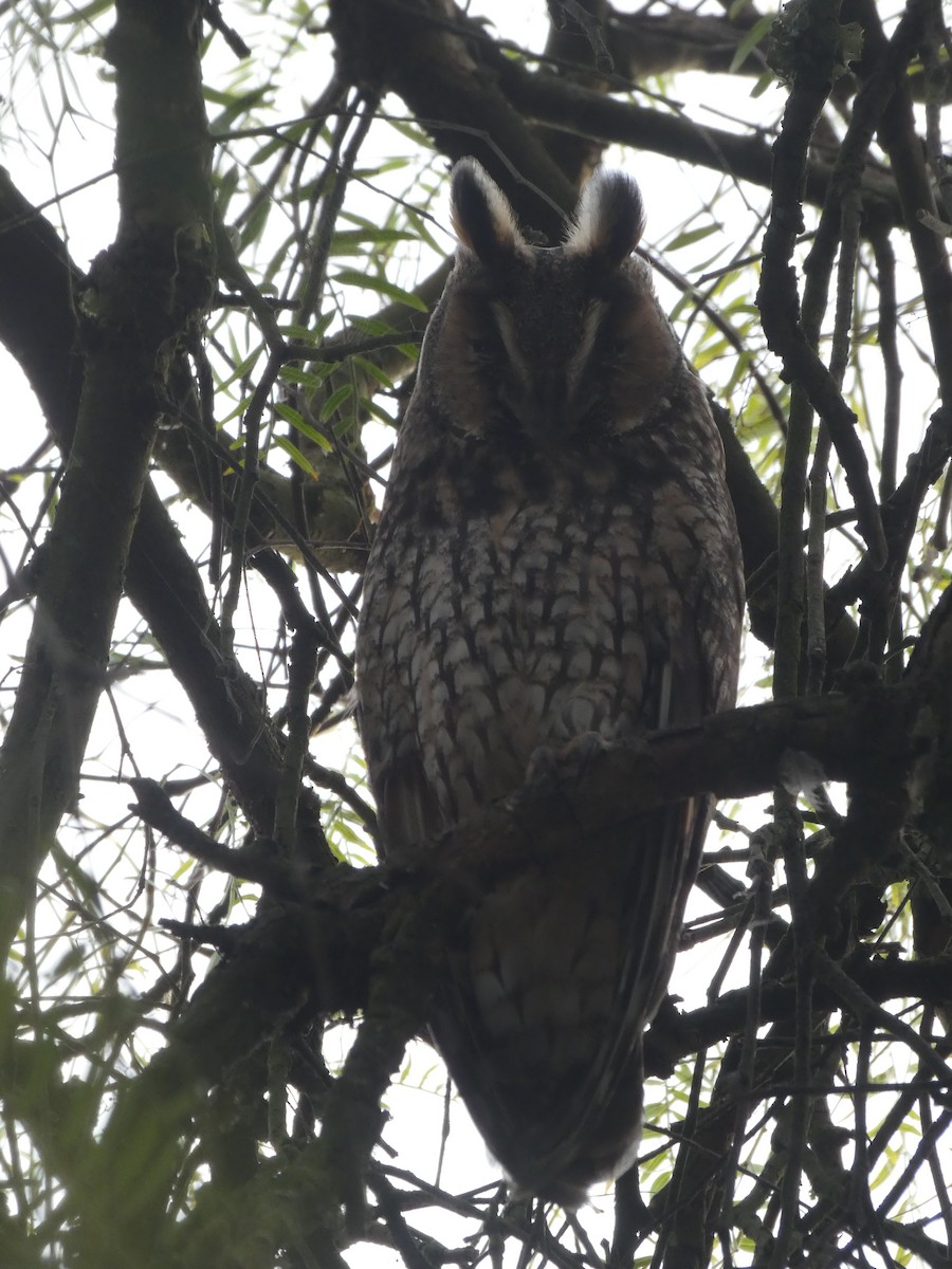 Long-eared Owl - ML646367634