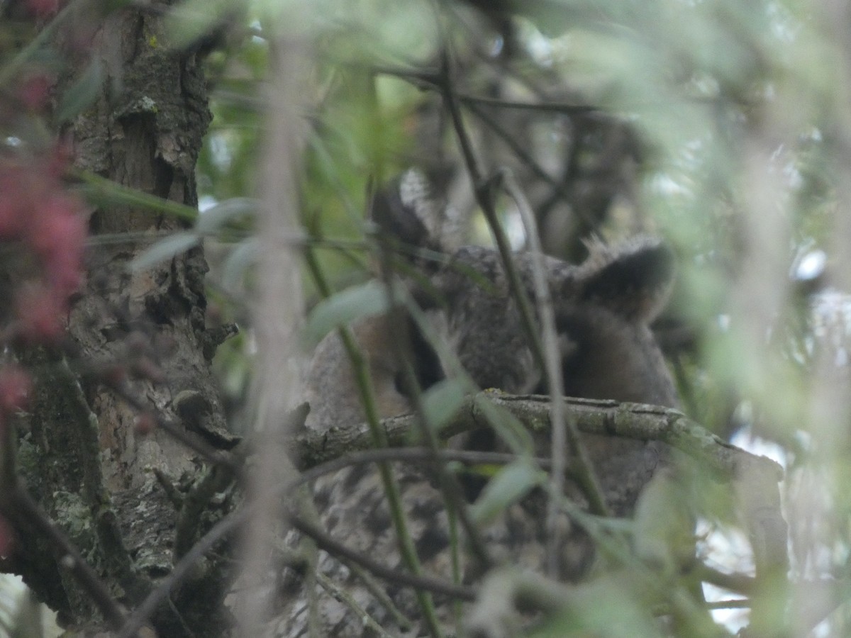 Long-eared Owl - ML646367635