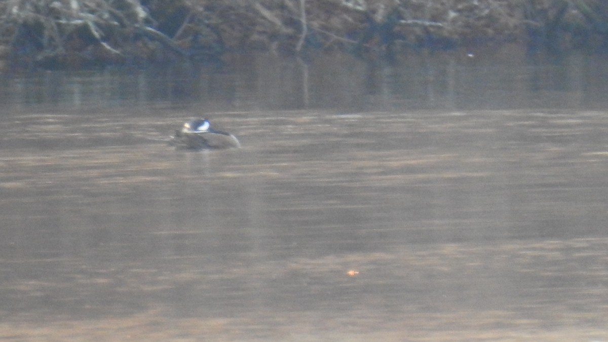 Hooded Merganser - ML646367636