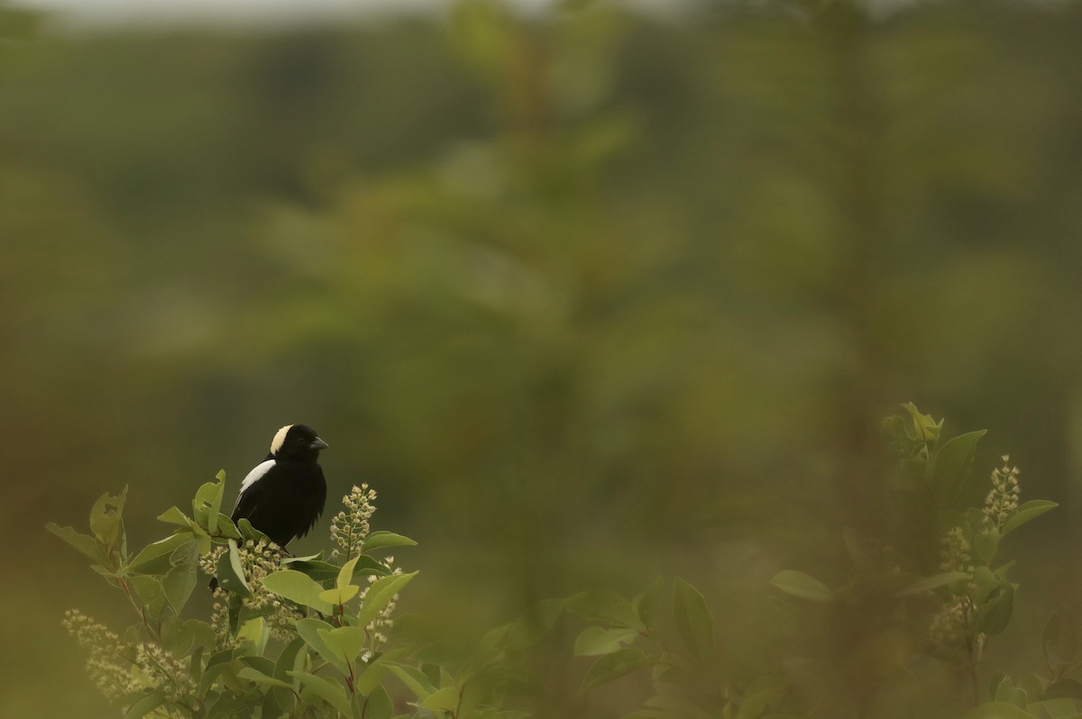 Reisstärling - ML646367641