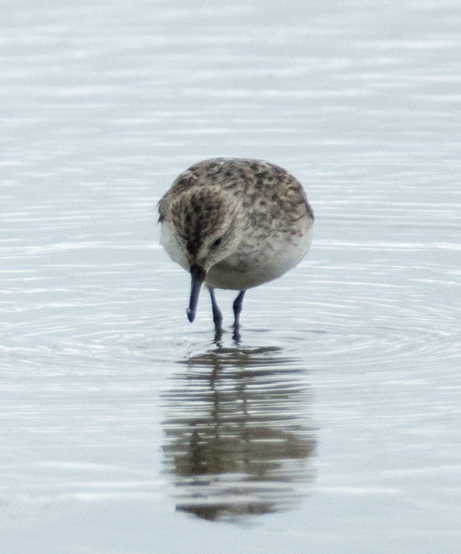 Bécasseau semipalmé - ML646367646