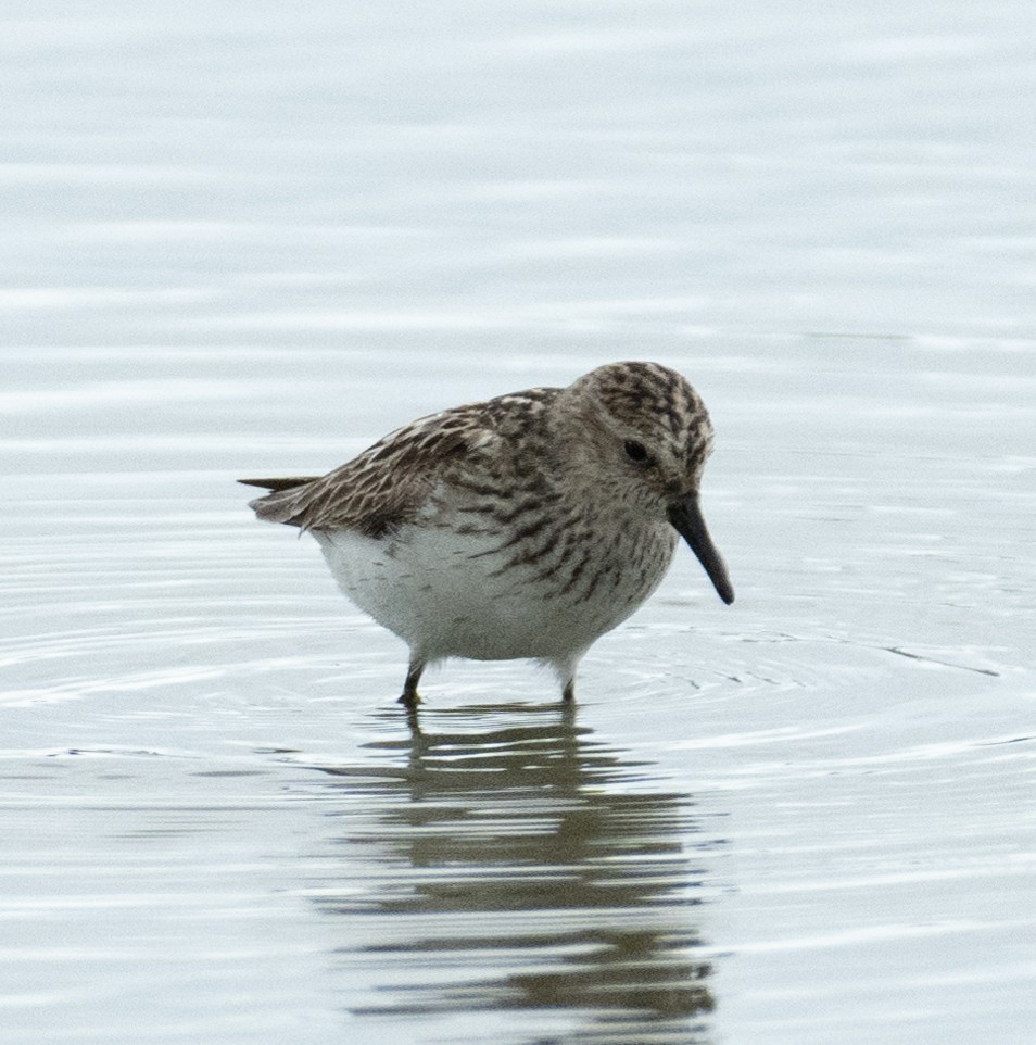 Bécasseau semipalmé - ML646367648