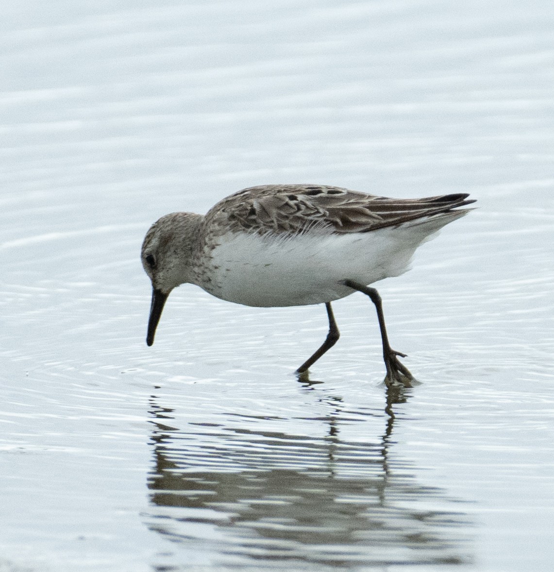 Bécasseau semipalmé - ML646367649