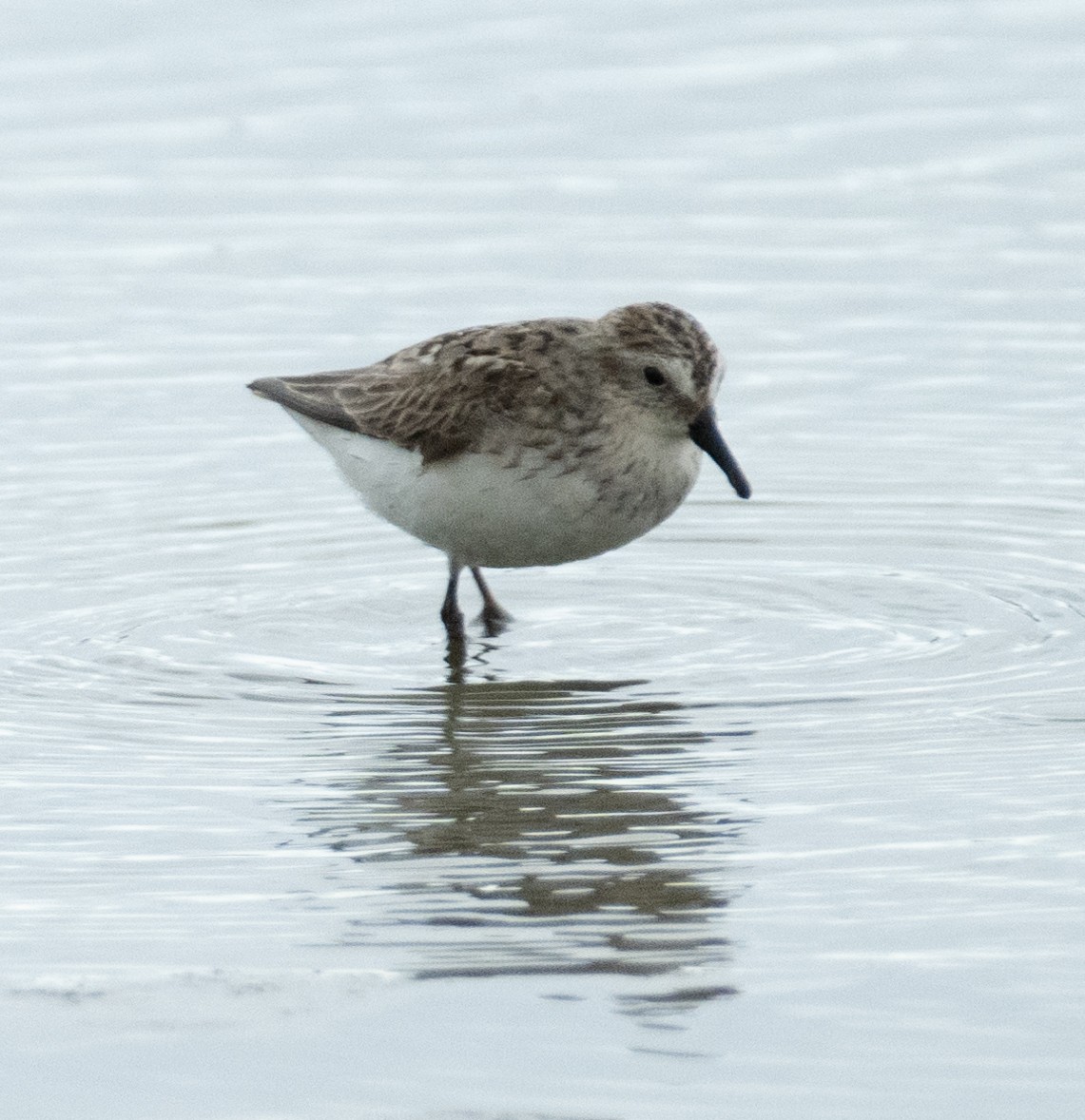 Bécasseau semipalmé - ML646367650