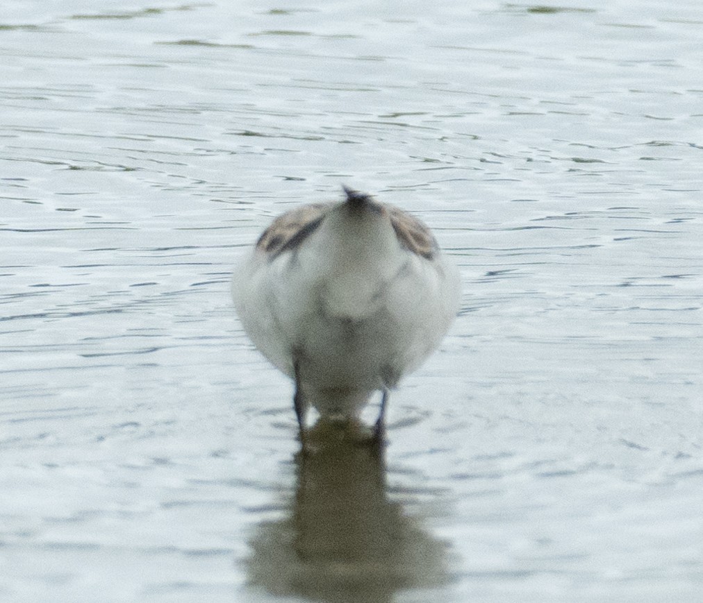 Bécasseau semipalmé - ML646367651