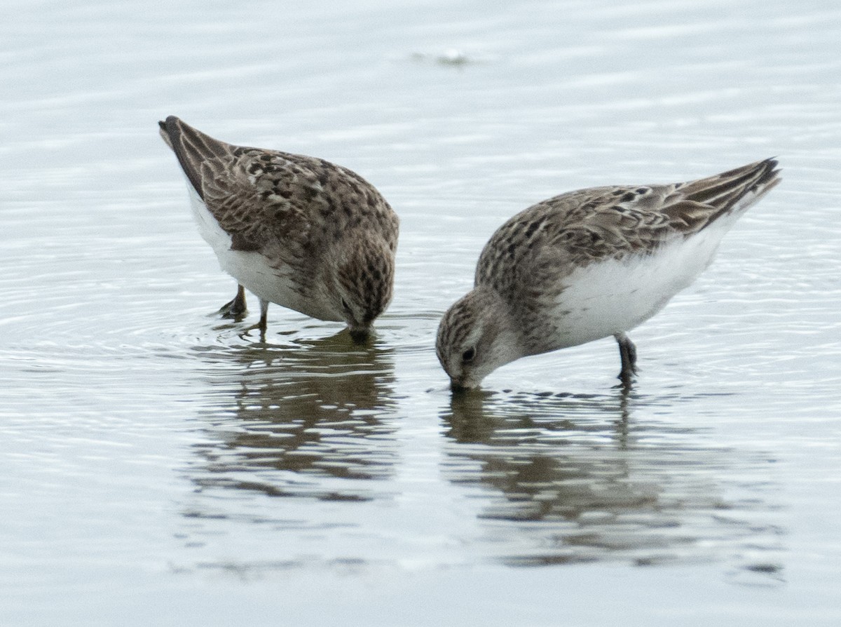 Bécasseau semipalmé - ML646367652