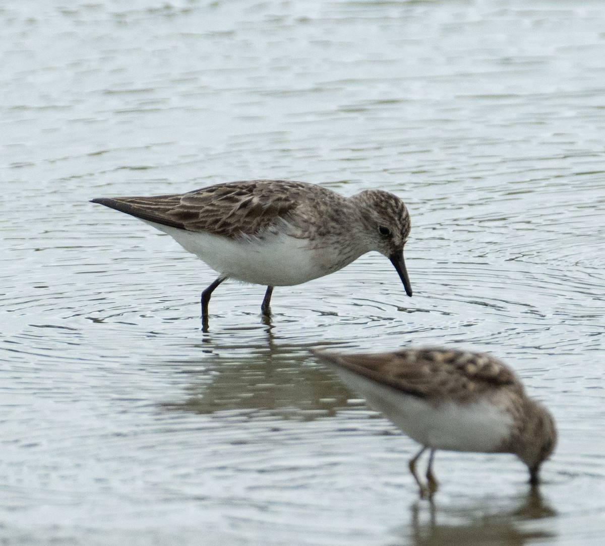 Bécasseau semipalmé - ML646367653