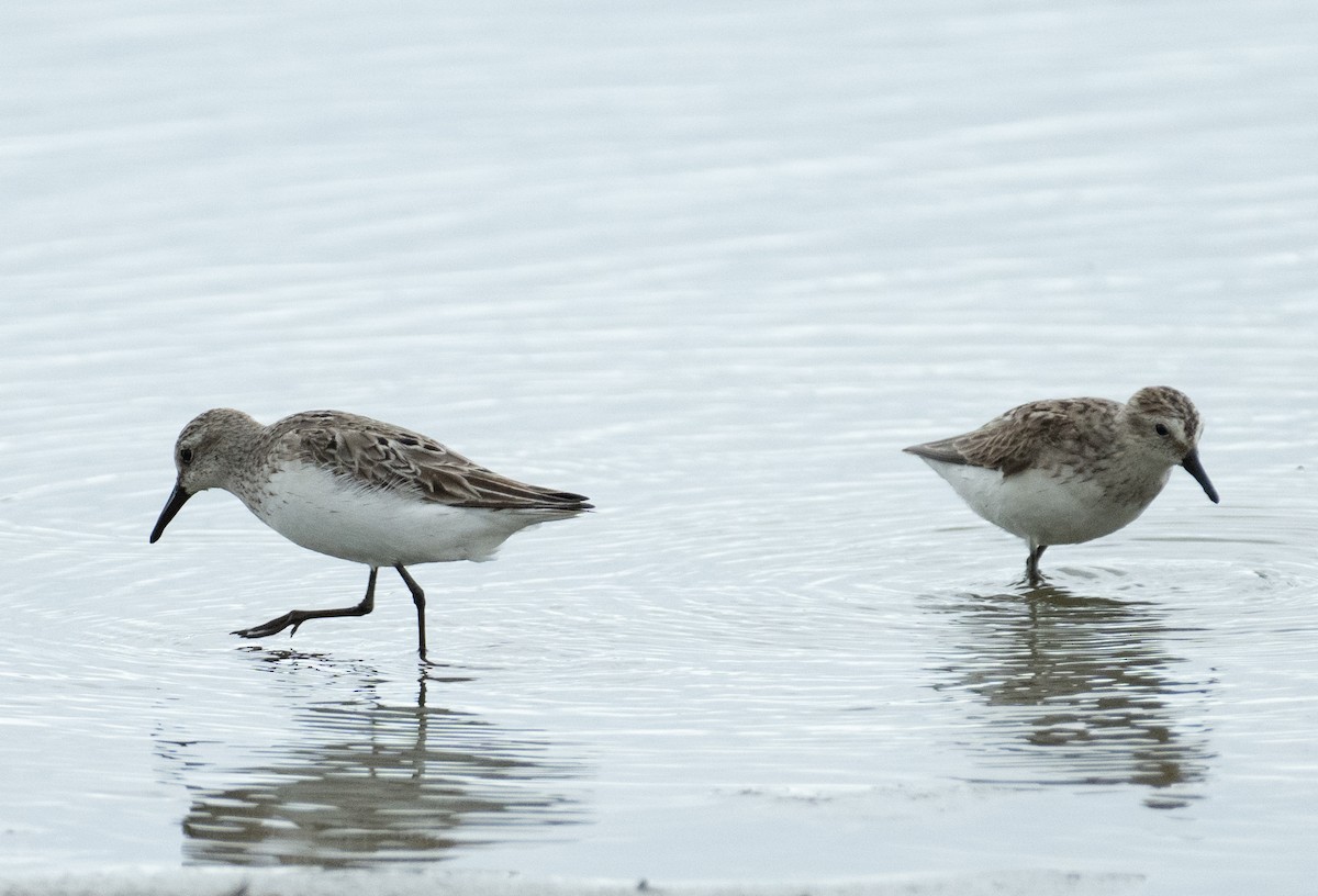 Bécasseau semipalmé - ML646367654