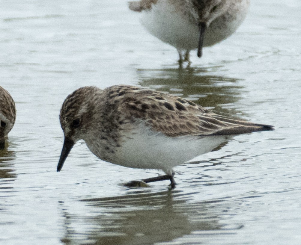 Bécasseau semipalmé - ML646367655