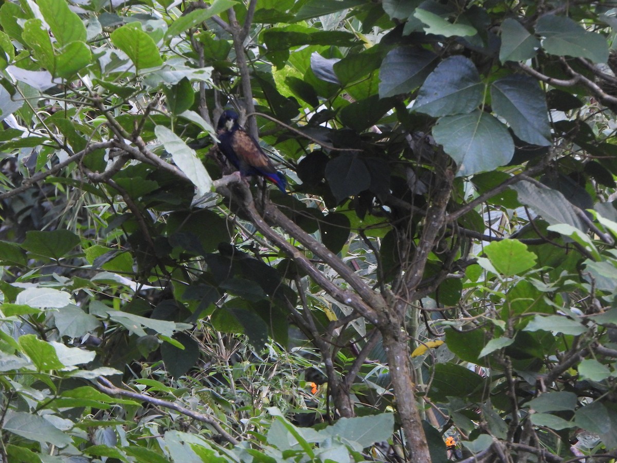 Bronze-winged Parrot - ML646367656