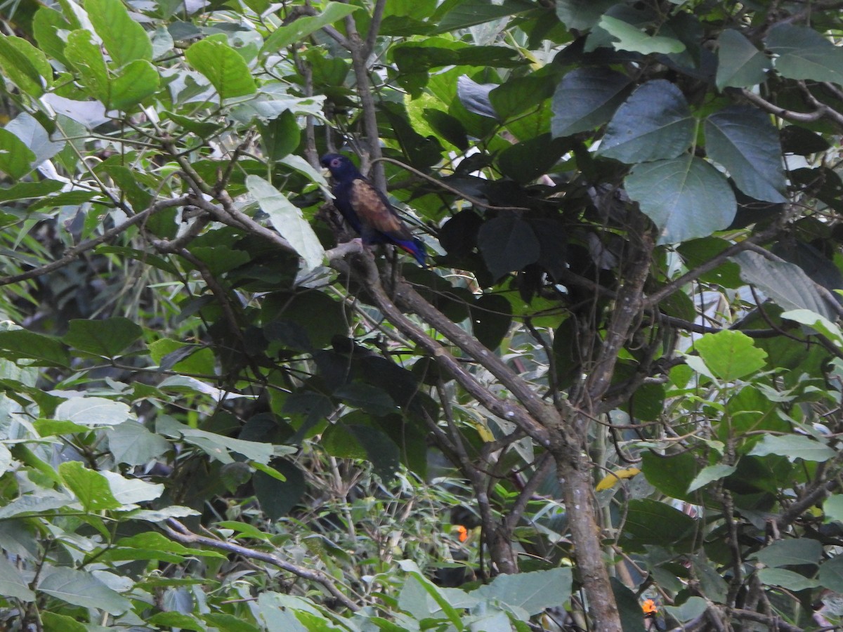 Bronze-winged Parrot - ML646367657