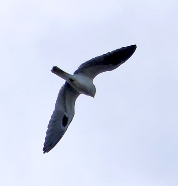 luněc americký - ML646367658