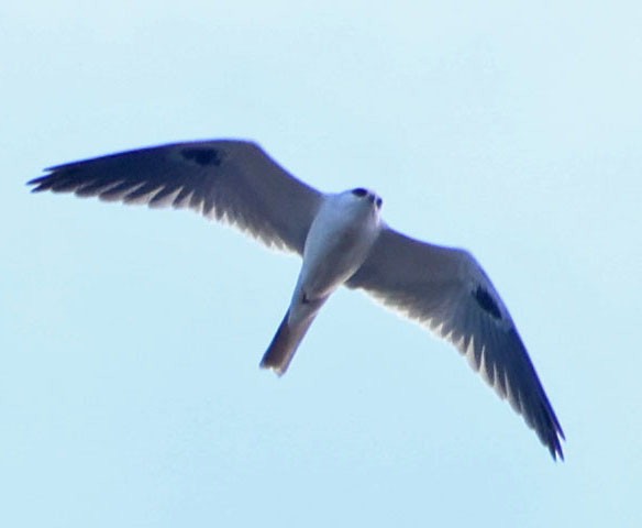 luněc americký - ML646367659