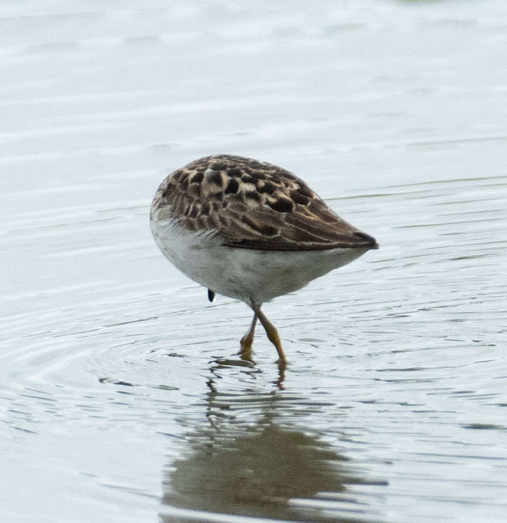 Least Sandpiper - ML646367663