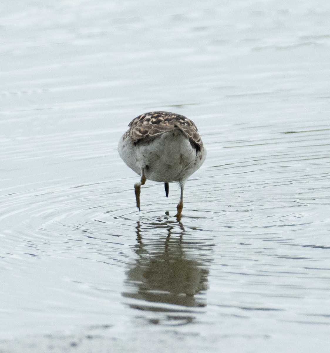 Least Sandpiper - ML646367664