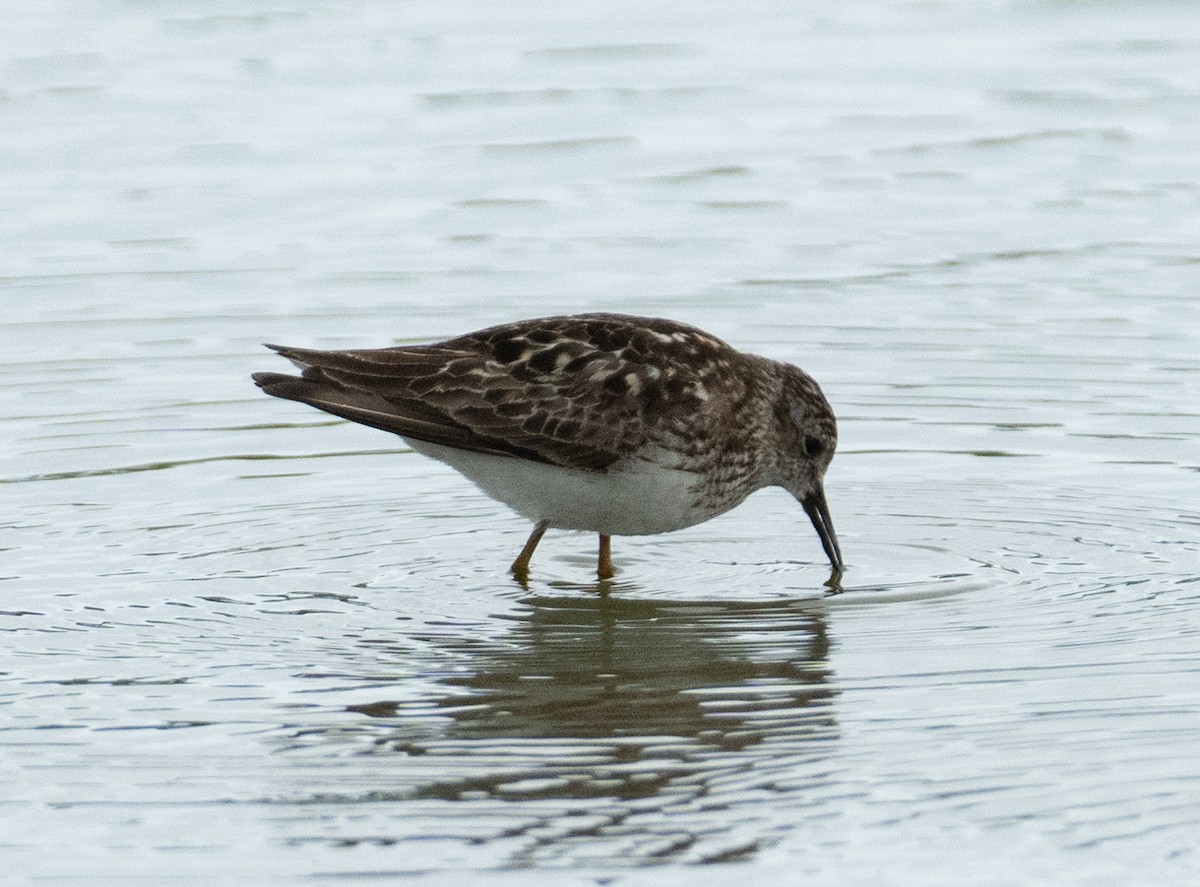Least Sandpiper - ML646367665