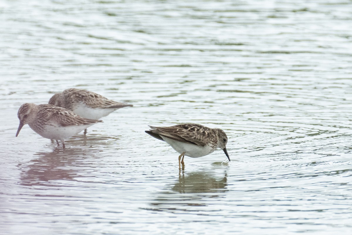 Least Sandpiper - ML646367666